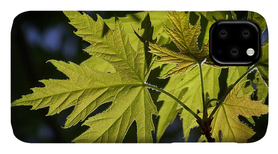 Colorful iPhone 11 Case featuring the photograph Silver Maple by Ernest Echols