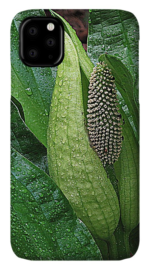 Skunk Cabbage iPhone 11 Case featuring the photograph Skunk Beauty by Suzy Piatt