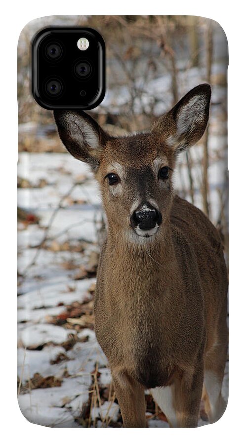 Nature iPhone 11 Case featuring the photograph Snow Deer by Lorna Rose Marie Mills DBA Lorna Rogers Photography