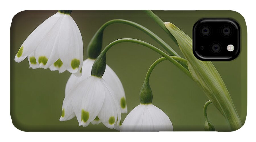  Flower iPhone 11 Case featuring the photograph Snowdrops by Jaki Miller