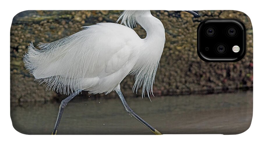 Snowy Egret iPhone 11 Case featuring the photograph Snowy Egret Strutting by Stephen Johnson