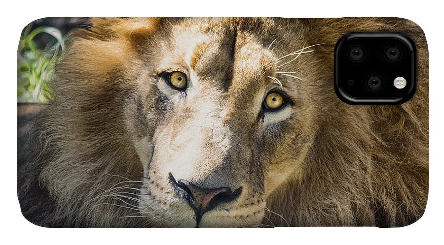 Lion iPhone 11 Case featuring the photograph Soaking Up the Sun by Jaki Miller