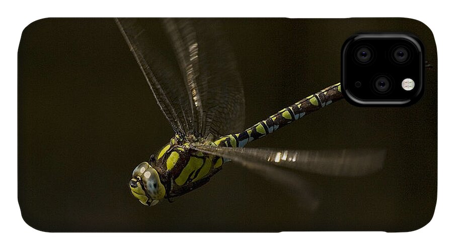 Dragonfly iPhone 11 Case featuring the photograph Southern Hawker dragonfly in flight by Tony Mills