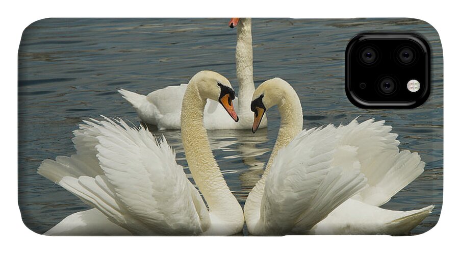Swan iPhone 11 Case featuring the photograph Special Kinda Love by Andrea Kollo