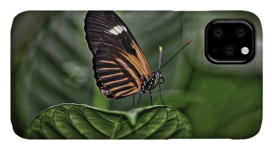 Butterflies iPhone 11 Case featuring the photograph Splash of White by Donald Brown