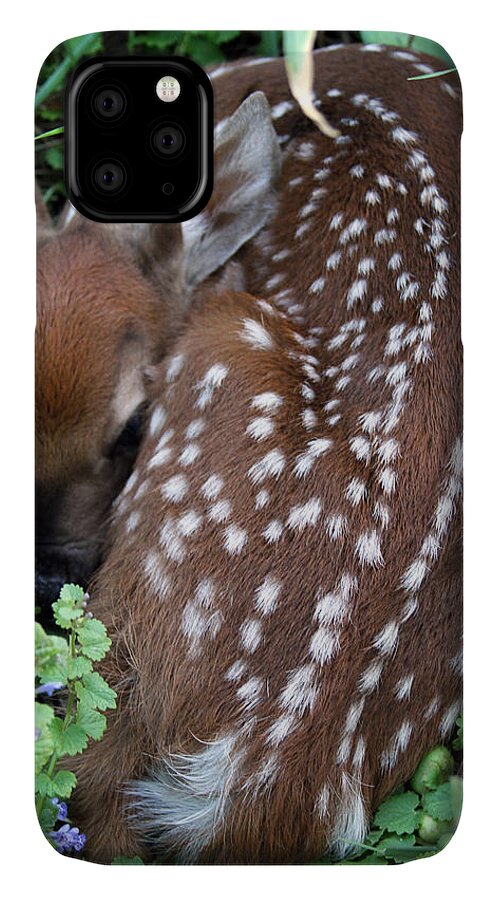 Fawn iPhone 11 Case featuring the photograph Spots by Jackson Pearson