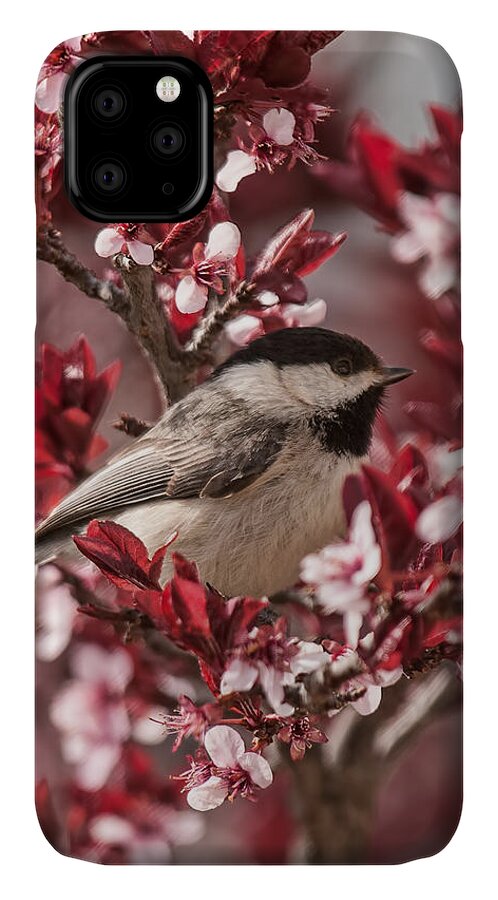 Carolina Chickadee iPhone 11 Case featuring the photograph Spring Blossom Chickadee by Lara Ellis