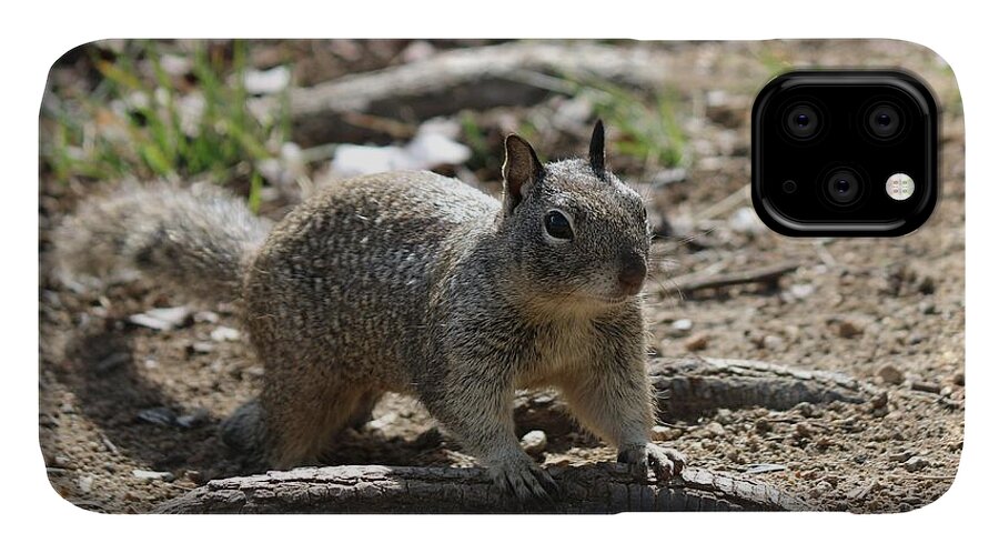 Ground iPhone 11 Case featuring the photograph Squirrel Play by Christy Pooschke