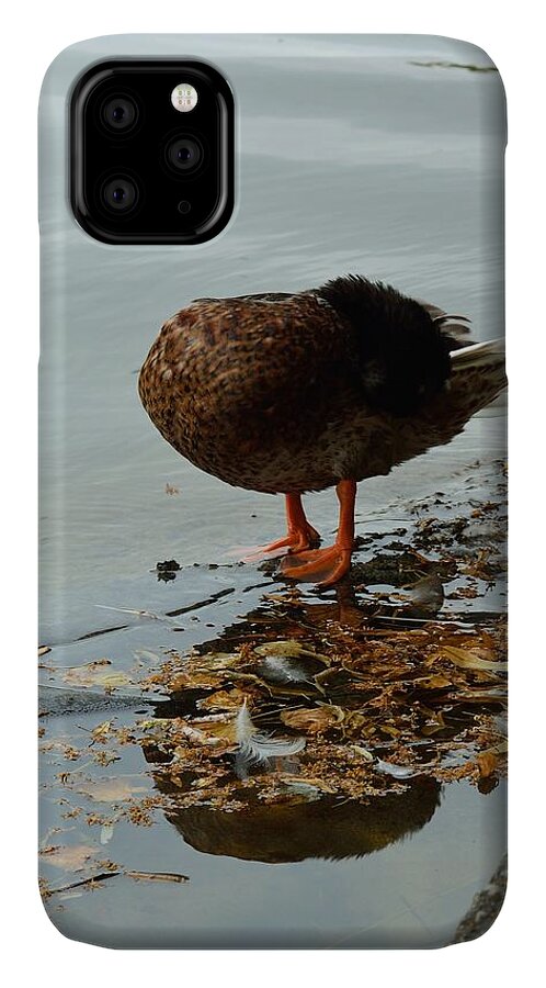 Muenchen iPhone 11 Case featuring the photograph Summer Duck by Bunny My Yummy
