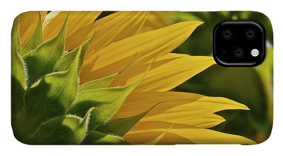 Flowers iPhone 11 Case featuring the photograph Sunny by Pamela Steege