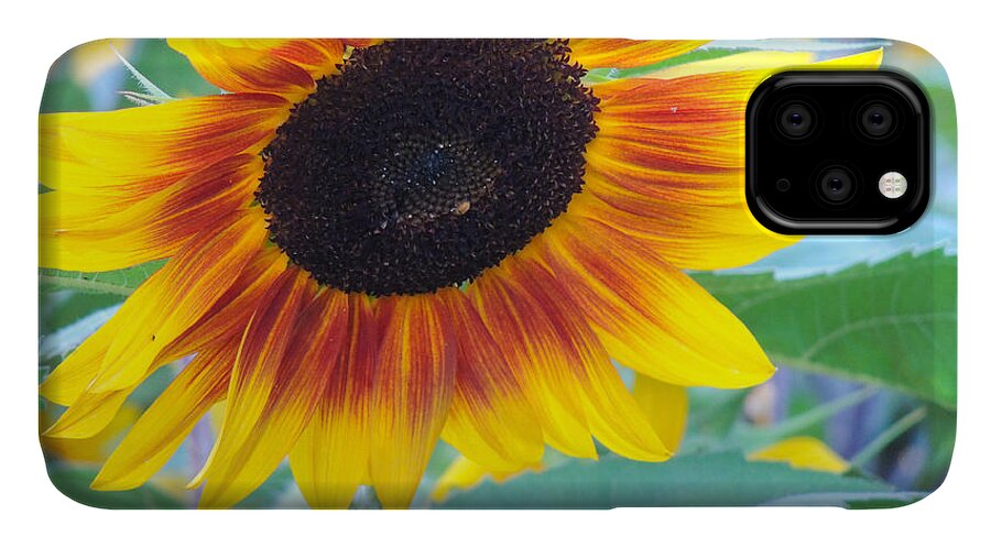 Dakota iPhone 11 Case featuring the photograph Sunny Sunflower by Greni Graph