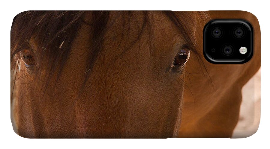 Horse iPhone 11 Case featuring the photograph Sweet Horse Face by Natalie Rotman Cote