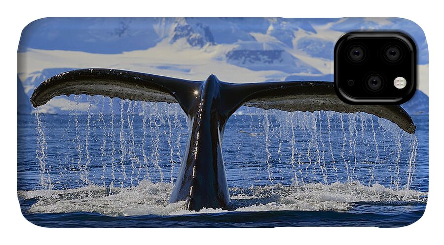 Humpback Whale (megaptera Novaeangliae) iPhone 11 Case featuring the photograph Tails from Antarctica by Tony Beck