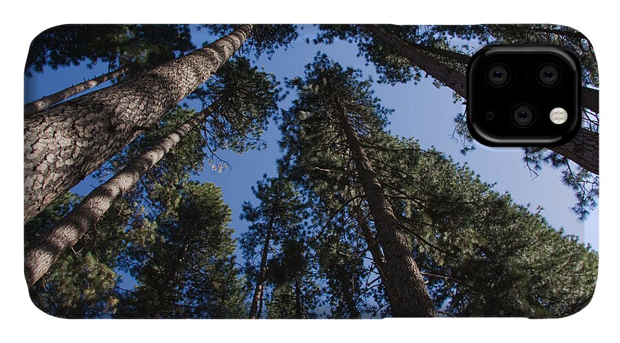 Trees iPhone 11 Case featuring the photograph Talls trees Yosemite National Park by Sue Leonard