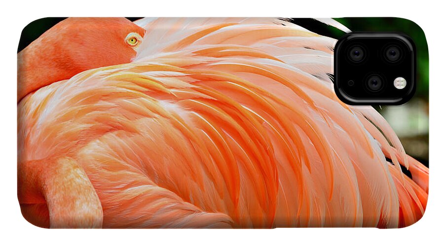 Flamingo iPhone 11 Case featuring the photograph The Flamingo by Ally White