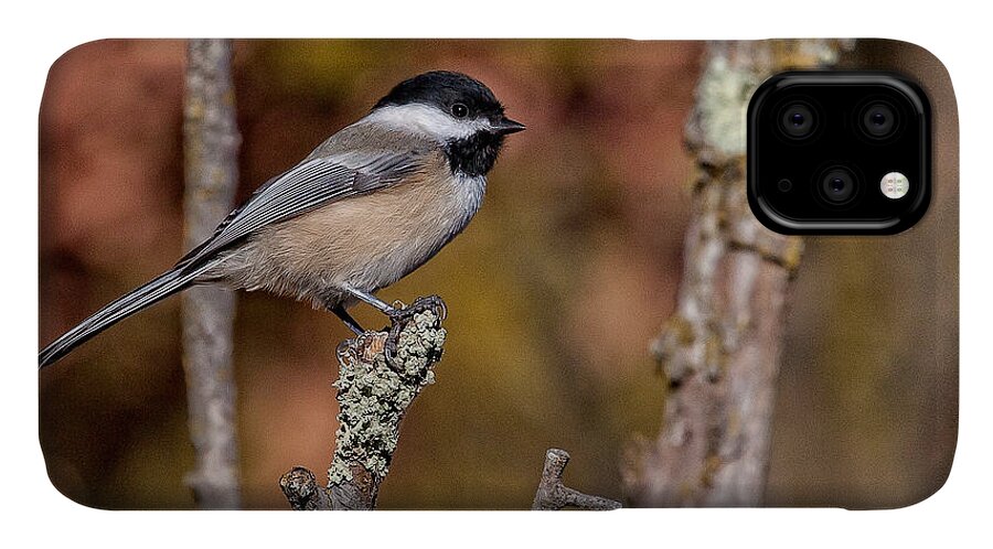 Chickadee iPhone 11 Case featuring the photograph The Perch by Jan Killian