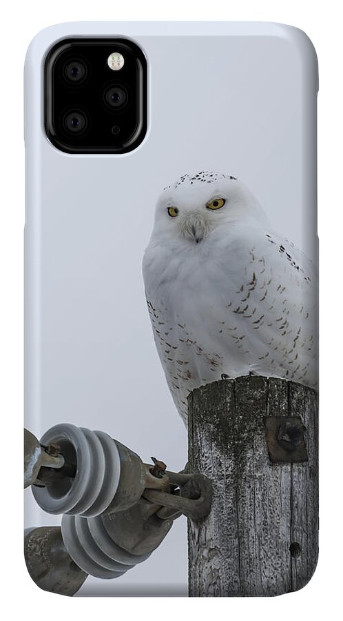 Owl Of The Arctic iPhone 11 Case featuring the photograph The Power Of The Owl by Thomas Young