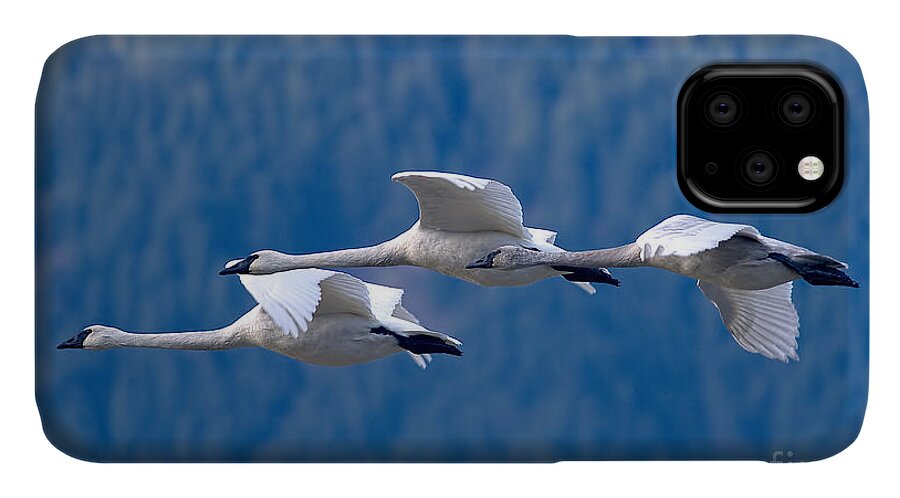 Trumpeter Swans iPhone 11 Case featuring the photograph Three Swans Flying by Sharon Talson