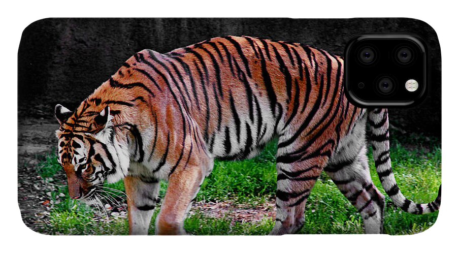  Vivid.big Cat Canvas iPhone 11 Case featuring the photograph Tiger Tale by Lucy VanSwearingen