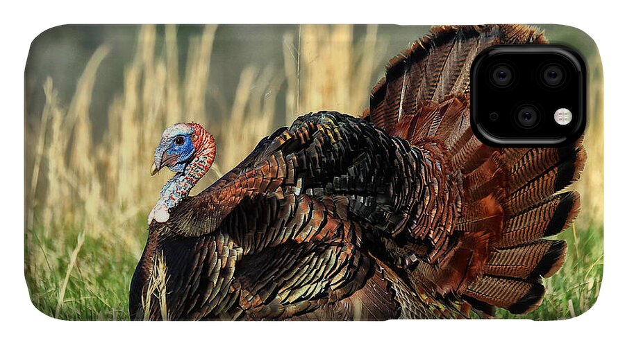 Turkey iPhone 11 Case featuring the photograph Tom Turkey by Jaki Miller