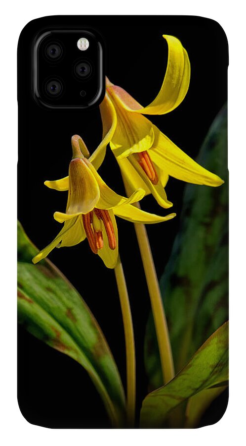 Trout Lilies iPhone 11 Case featuring the photograph Trout Lilies by Carolyn Derstine