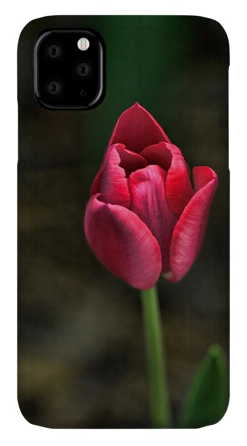 Tulip iPhone 11 Case featuring the photograph Tulip by David Armstrong
