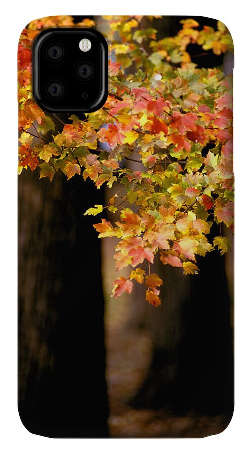 Autumn iPhone 11 Case featuring the photograph Two Trees by Matthew Pace