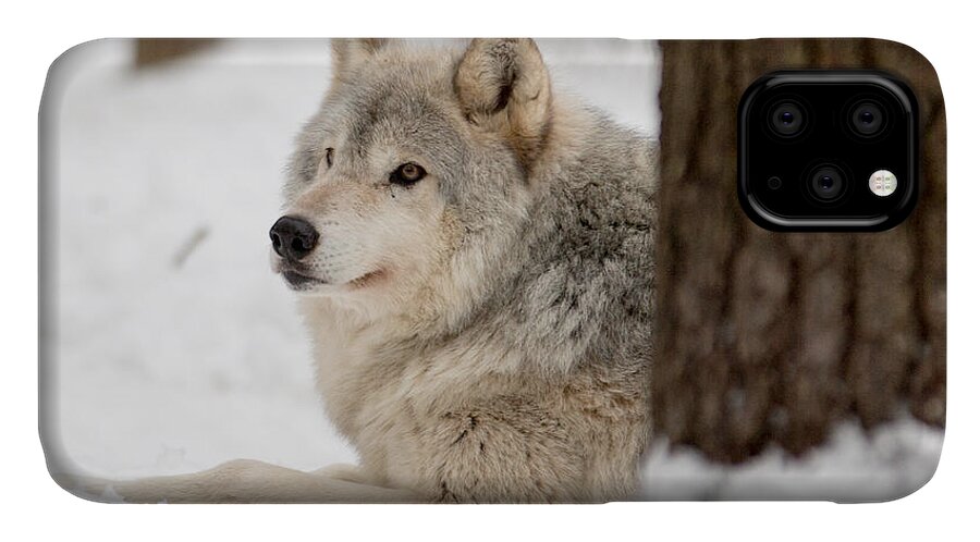 Female Wolf iPhone 11 Case featuring the photograph Waiting by David Barker