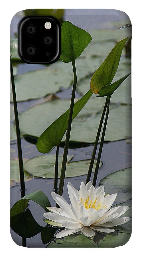 Nature iPhone 11 Case featuring the photograph Water Lily in Bloom by William Selander