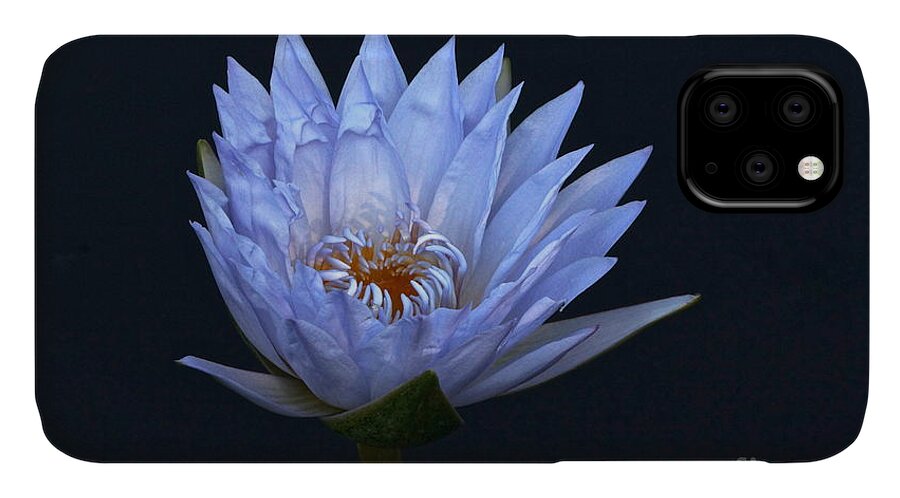 Blue Lavender Water Lily Blossom iPhone 11 Case featuring the photograph Water Lily Shades of Blue and Lavender by Byron Varvarigos
