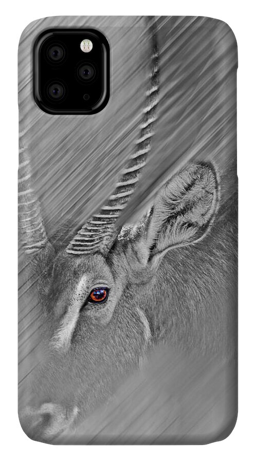 #waterbuck iPhone 11 Case featuring the photograph Waterbuck by Miroslava Jurcik