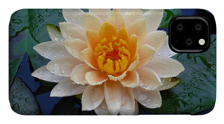 Waterlily iPhone 11 Case featuring the photograph Waterlily After a Shower by Raymond Salani III