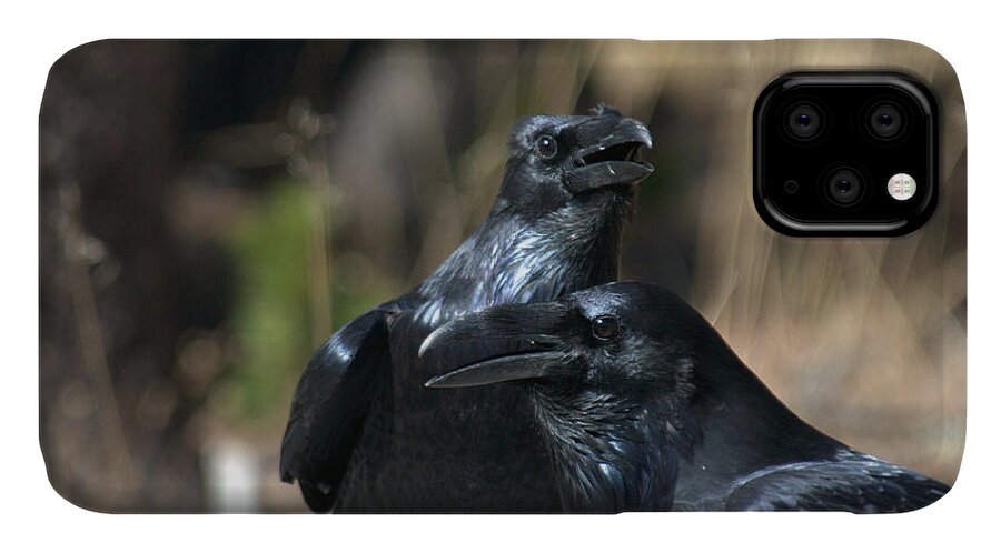 Ravens iPhone 11 Case featuring the photograph We are the best of friends by Frank Madia