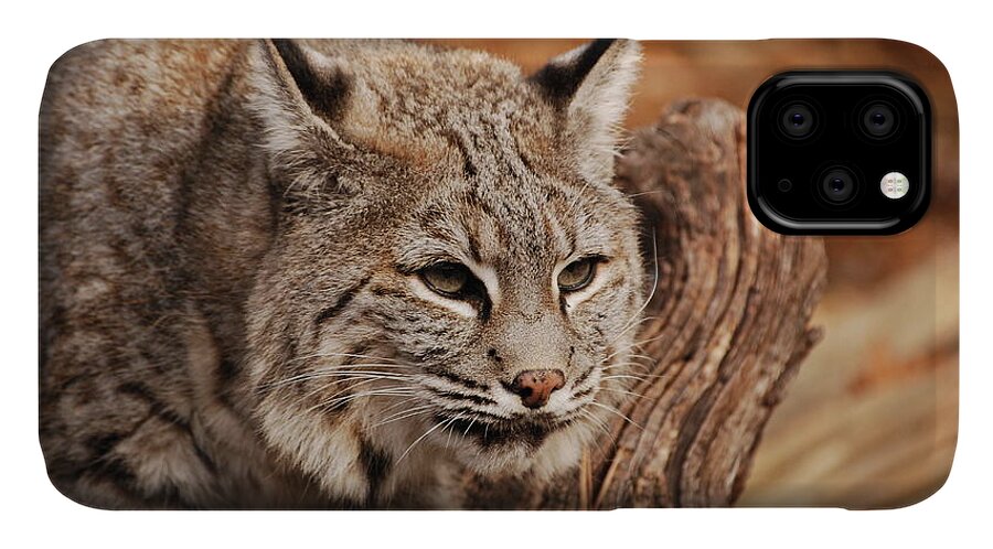 Bobcat iPhone 11 Case featuring the photograph What A Face by Lori Tambakis