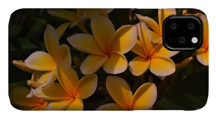 Tropical Garden iPhone 11 Case featuring the photograph White Plumeria by Miguel Winterpacht