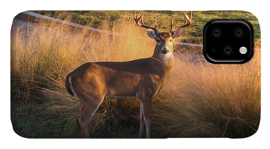 Deer iPhone 11 Case featuring the photograph White tail by John Johnson