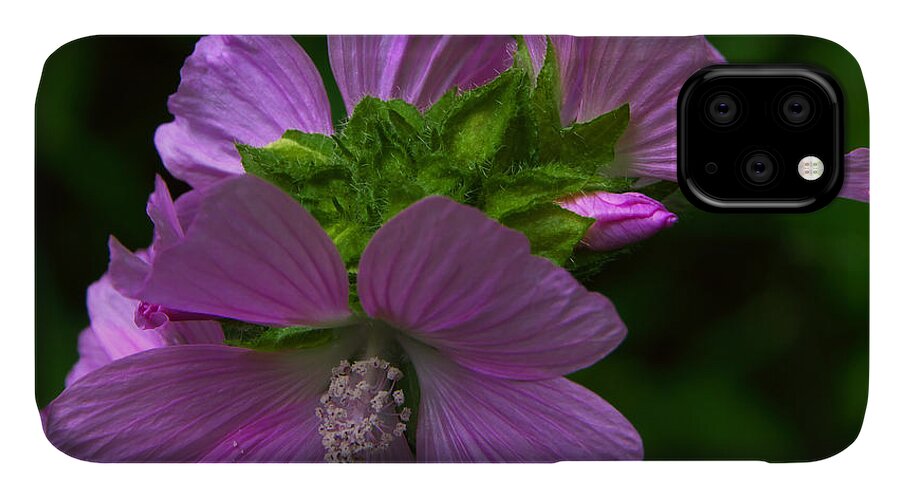 Wild Flower iPhone 11 Case featuring the photograph Wild Mallow - Malva by Martyn Arnold