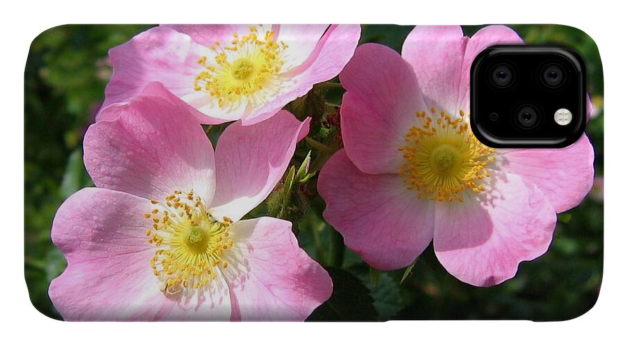 Wild Roses iPhone 11 Case featuring the photograph Wild Roses 1 by Will Borden