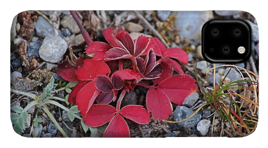 Red iPhone 11 Case featuring the photograph Wild Strawberry by Ann E Robson