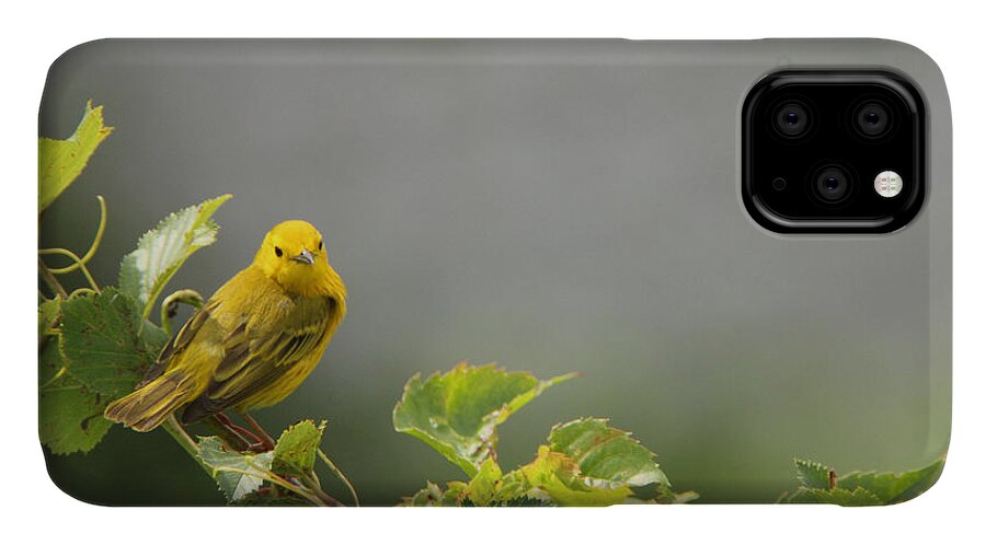 Warbler iPhone 11 Case featuring the photograph Yellow Warbler by John Meader