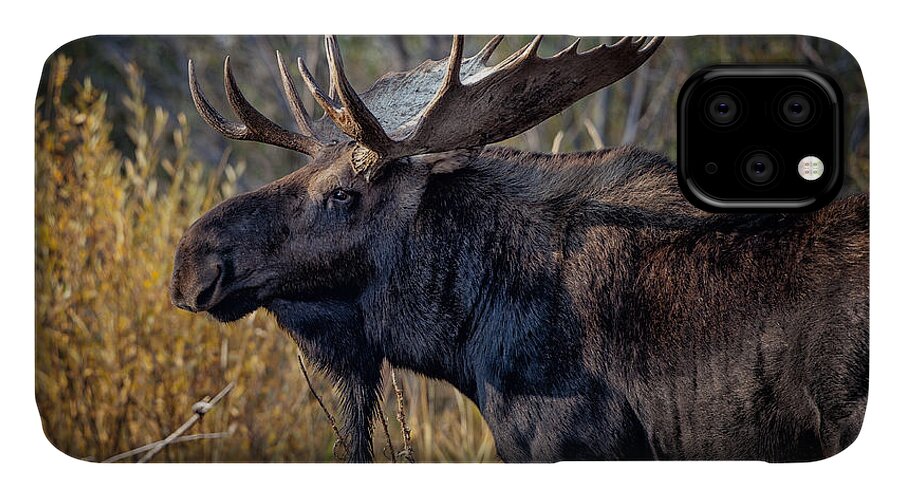 2012 iPhone 11 Case featuring the photograph Bull Moose #2 by Ronald Lutz