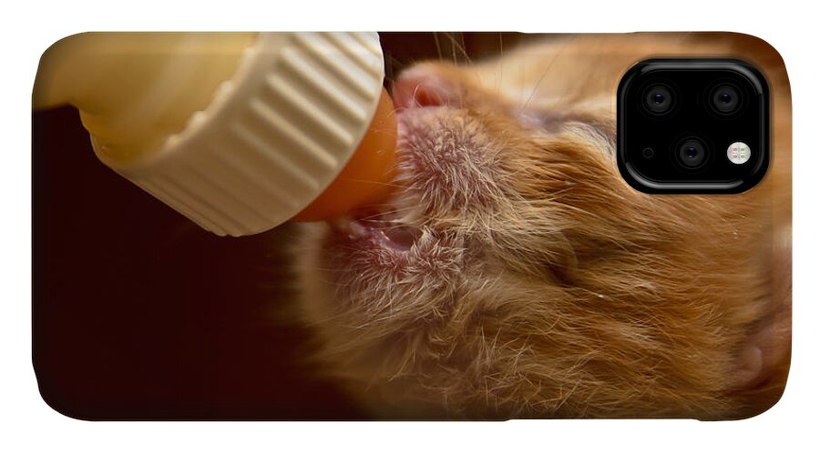 Animal iPhone 11 Case featuring the photograph Kitty #2 by Michael Goyberg