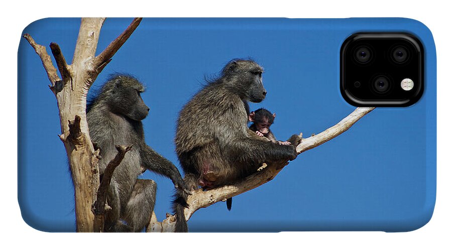 Baboon iPhone 11 Case featuring the photograph Baboon Family Namibia by David Kleinsasser