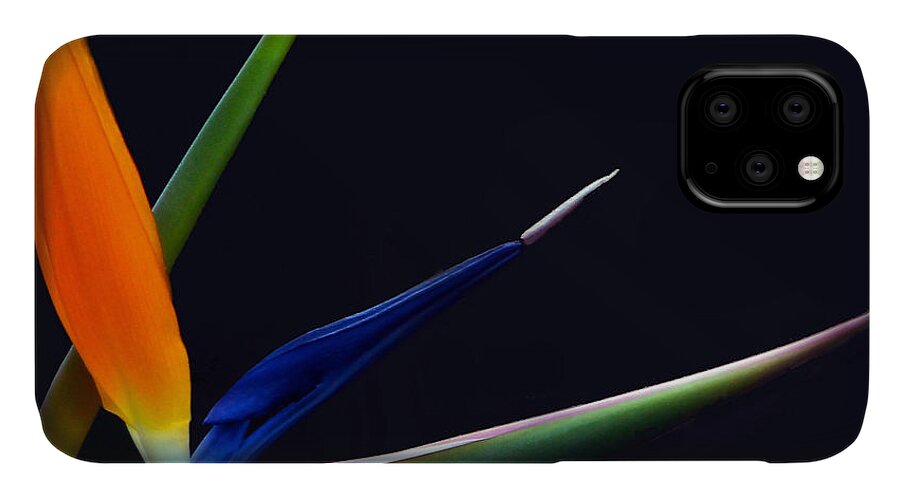 Strelitzia iPhone 11 Case featuring the photograph Bright Bird of Paradise square frame by Byron Varvarigos