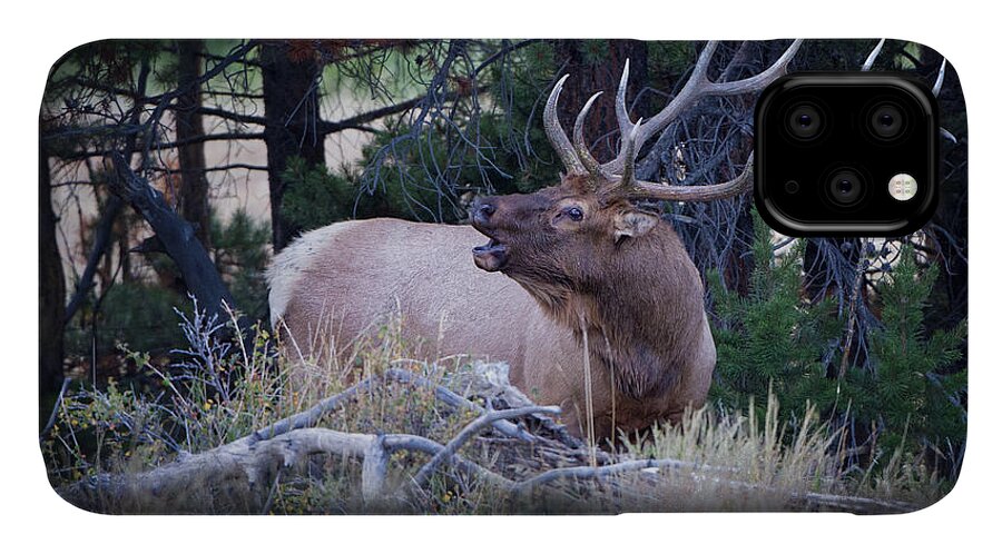 Big Game iPhone 11 Case featuring the photograph Bugling Bull Elk by Ronald Lutz