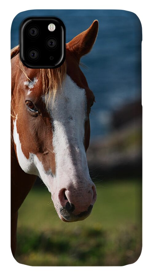 Horse iPhone 11 Case featuring the photograph Chestnut Mare by Aidan Moran