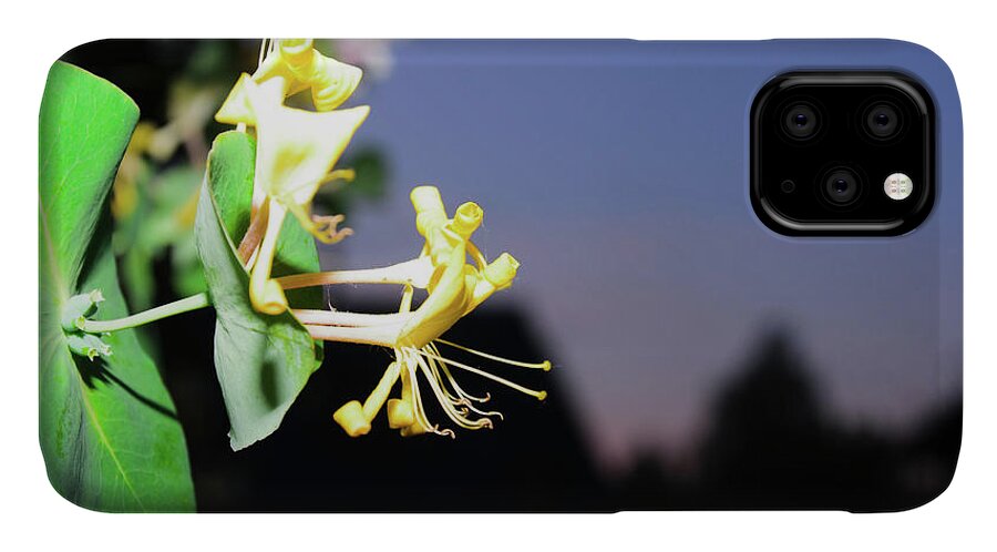 Closeup iPhone 11 Case featuring the photograph Evening Sonata. Perfoliata by Michael Goyberg