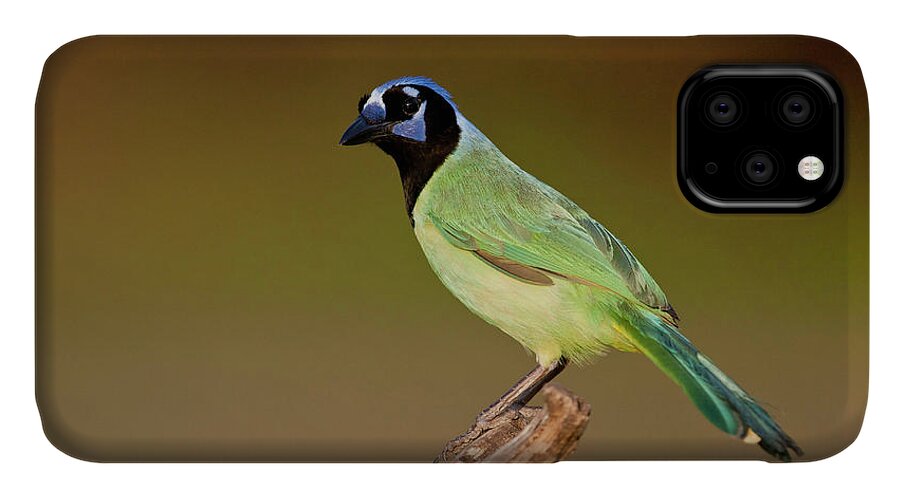 Green iPhone 11 Case featuring the photograph Green Jay 2 by D Robert Franz