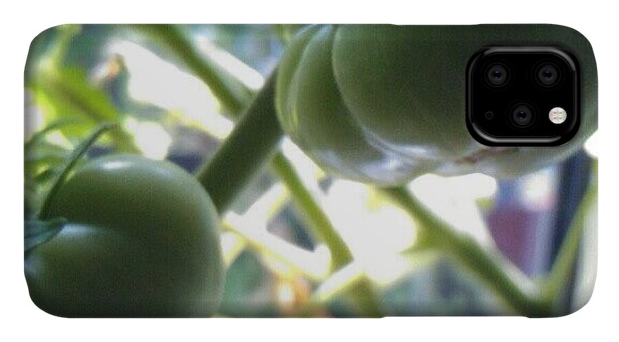 Instaprints iPhone 11 Case featuring the photograph Green #tomatoes #instaprints by Abbie Shores