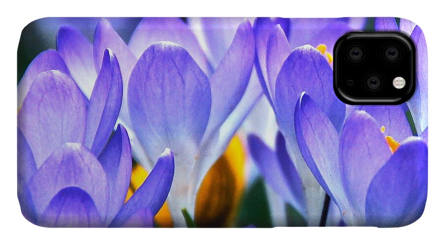 Croci iPhone 11 Case featuring the photograph Here Come The Croci by Byron Varvarigos